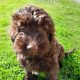 Chocolate Cockapoo puppies