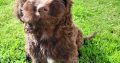 Chocolate Cockapoo puppies