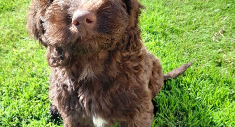 Chocolate Cockapoo puppies