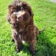 Chocolate Cockapoo puppies