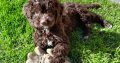 Chocolate Cockapoo puppies