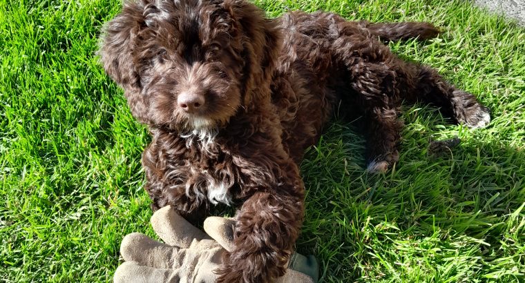 Chocolate Cockapoo puppies