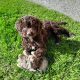 Chocolate Cockapoo puppies