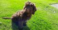 Chocolate Cockapoo puppies