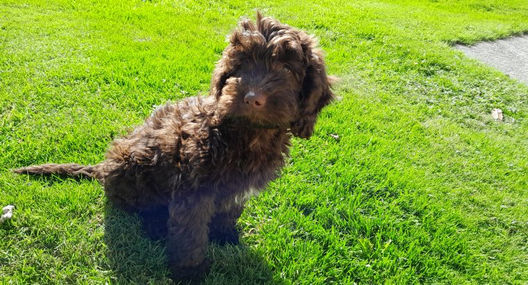 Chocolate Cockapoo puppies