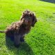 Chocolate Cockapoo puppies