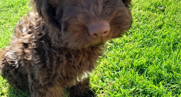 Chocolate Cockapoo puppies