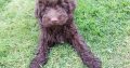 Chocolate Cockapoo puppies