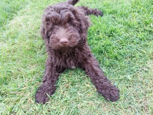 Chocolate Cockapoo puppies