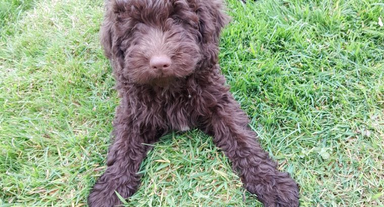 Chocolate Cockapoo puppies