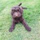 Chocolate Cockapoo puppies