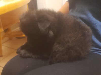 Playful Pomeranian Puppies for Sale in Longford