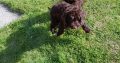 Chocolate Cockapoo puppies