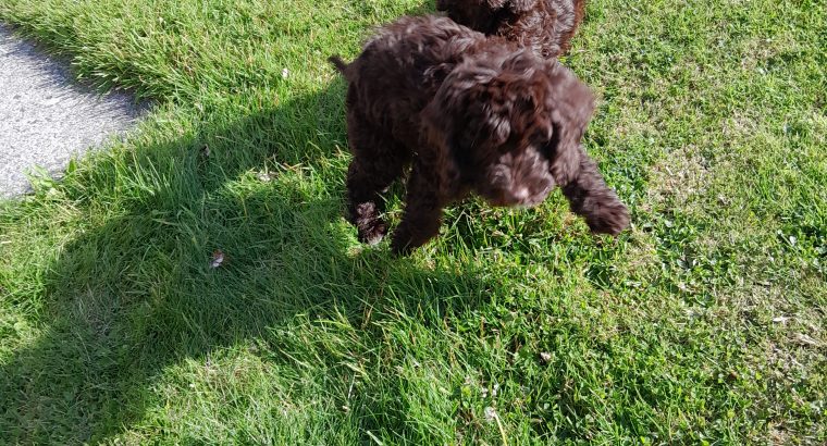 Chocolate Cockapoo puppies