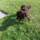 Chocolate Cockapoo puppies