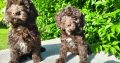 Chocolate Cockapoo puppies