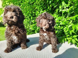 Chocolate cockapoo puppies for sale near me best sale