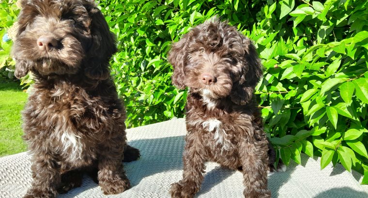 Chocolate Cockapoo puppies