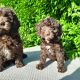 Chocolate Cockapoo puppies