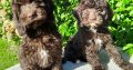 Chocolate Cockapoo puppies