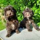 Chocolate Cockapoo puppies