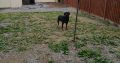 IKC ROTTWEILER FOR SALE