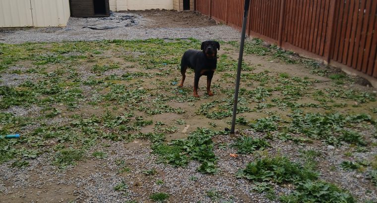 IKC ROTTWEILER FOR SALE