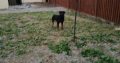 IKC ROTTWEILER FOR SALE