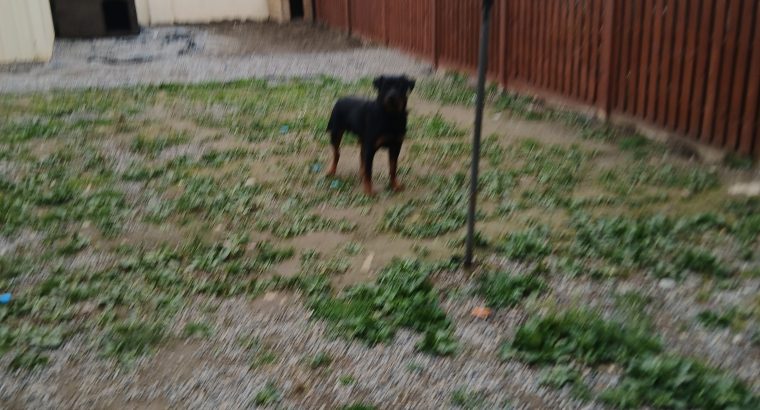 IKC ROTTWEILER FOR SALE