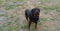 IKC ROTTWEILER FOR SALE