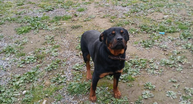 IKC ROTTWEILER FOR SALE