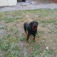 IKC ROTTWEILER FOR SALE