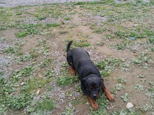 IKC ROTTWEILER FOR SALE