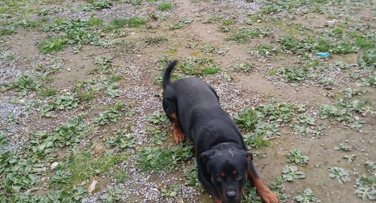 IKC ROTTWEILER FOR SALE