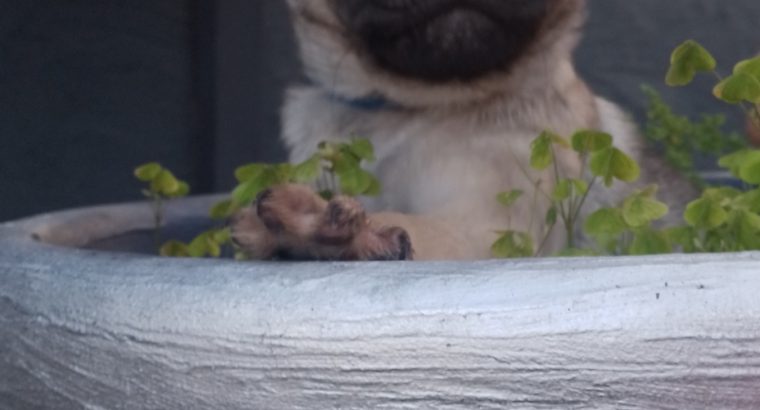 Pug pups