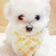 Toy Poodle X Pomeranian