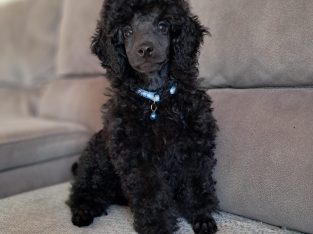 TOY POODLES FOR SALE