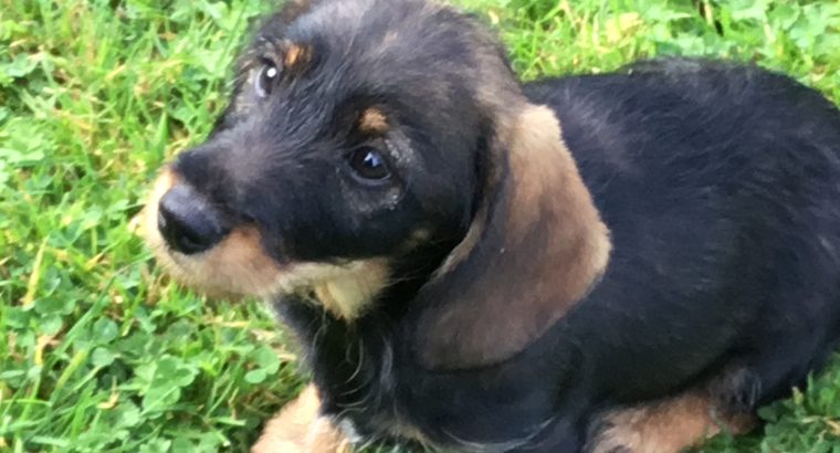 Wire haired dachshund cross border terrier