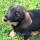 Wire haired dachshund cross border terrier