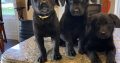 Labrador puppies in meath