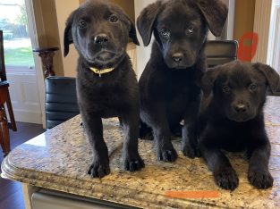 Labrador Puppies in Meath – Playful Companions