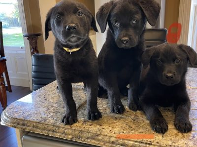 Labrador Puppies in Meath – Playful Companions
