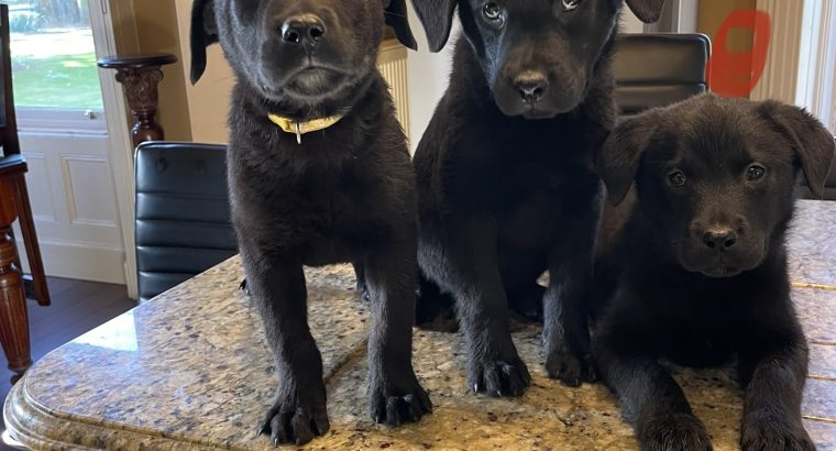 Labrador puppies in meath