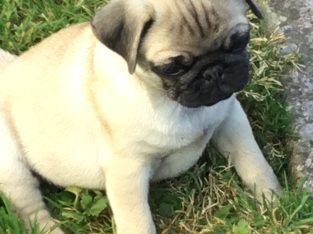 Ikc Reg pug pups