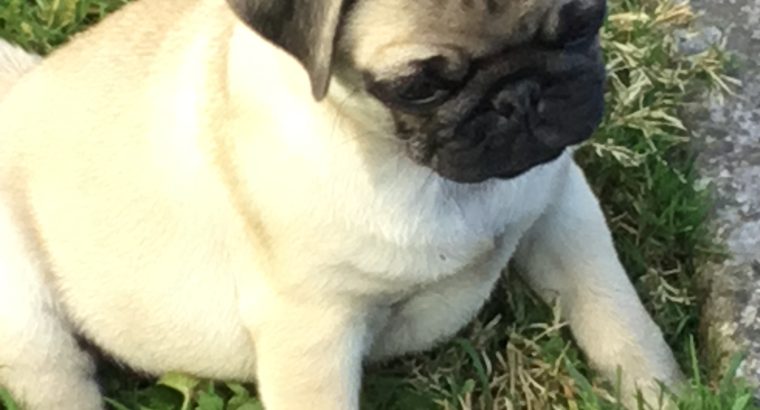 Ikc Reg pug pups