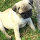 Ikc Reg pug pups