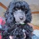 TOY POODLES FOR SALE