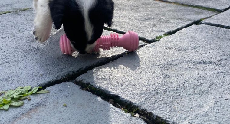 Cocker spaniel X puppy