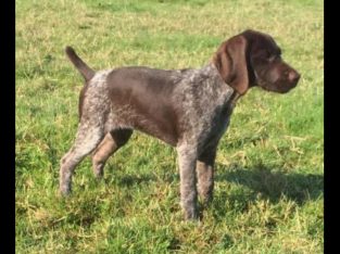 German Pointers in Navan – Last Pup Available!