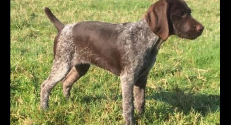 German pointer